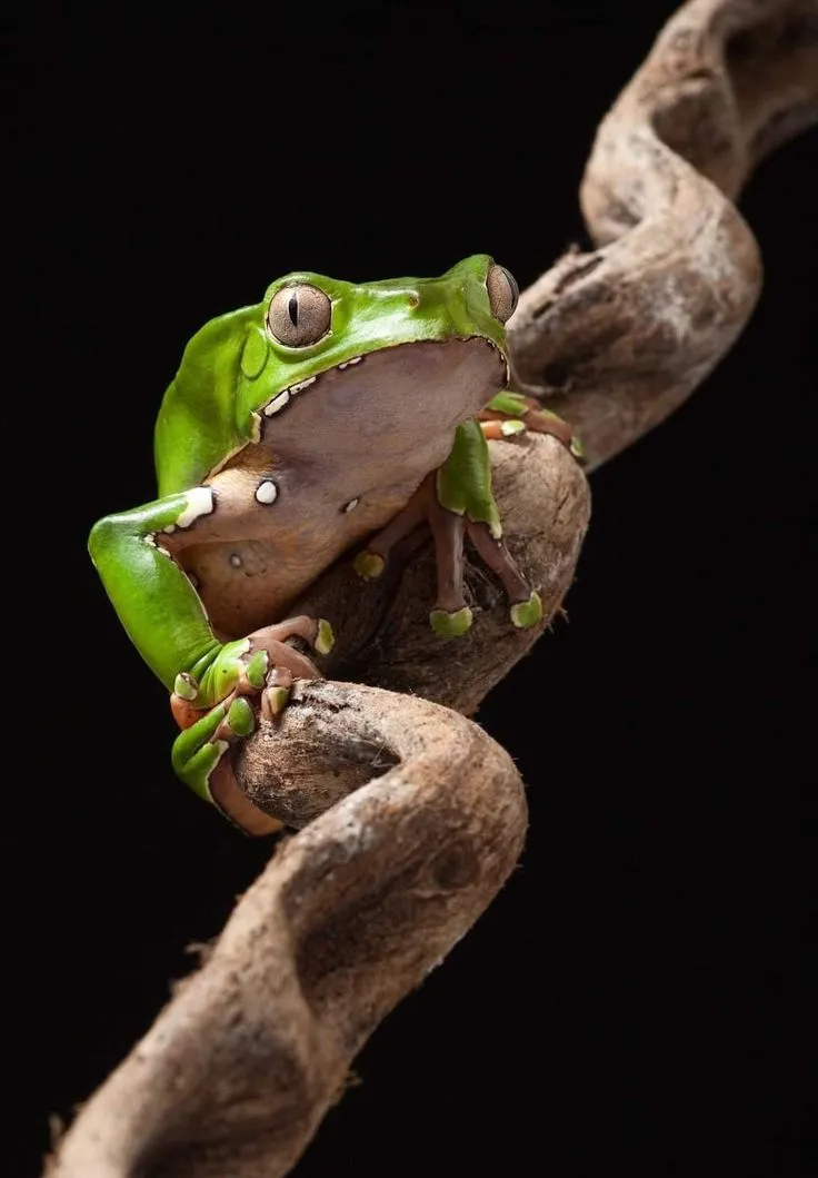 Une grenouille verte posée sur une liane, sur fond noir